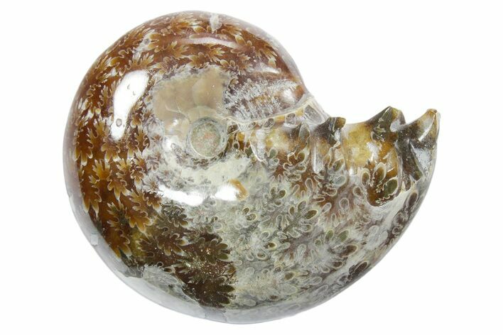 Polished Ammonite (Phylloceras) Fossil - Madagascar #349784
